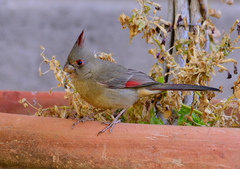 Pyrrhuloxia photo 4