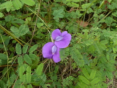 Centrosema brasilianum