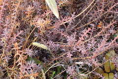 Lepidothamnus laxifolius