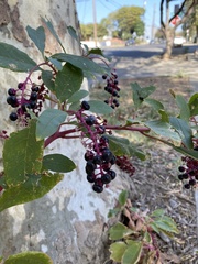 Phytolacca americana