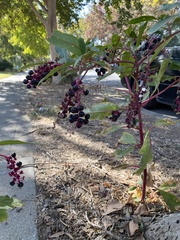 Phytolacca americana