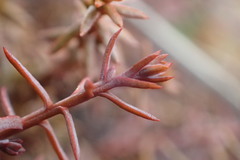 Lepidothamnus laxifolius