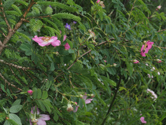 Rosa pendulina