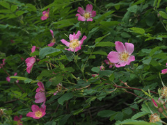 Rosa pendulina