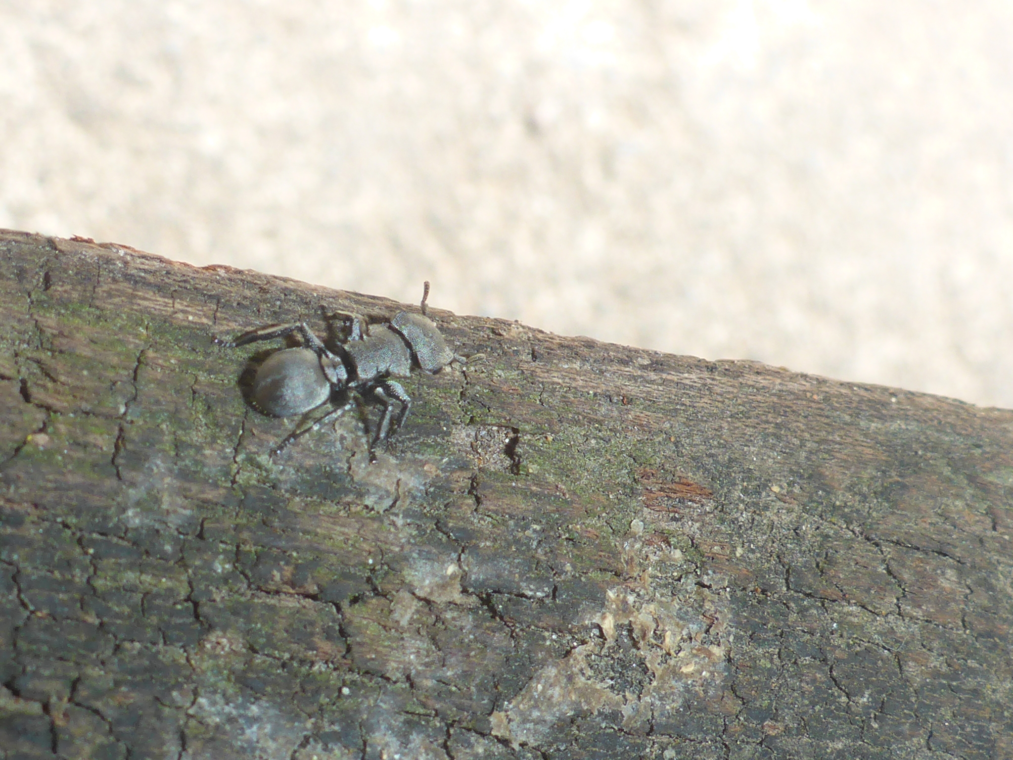 Cephalotes basalis