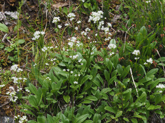 Valeriana saxatilis