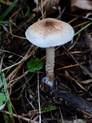 Pholiota decorata