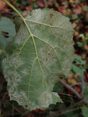 Phyllactinia guttata