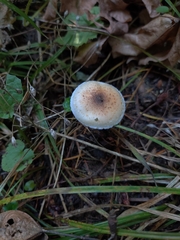 Pholiota decorata