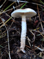 Pholiota decorata