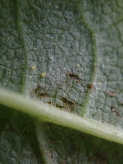 Phyllactinia guttata