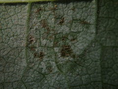 Phyllactinia guttata