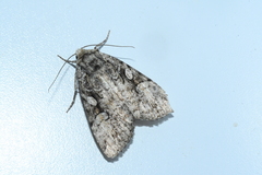 Anaplectoides pressus