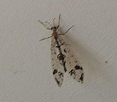 Dendroleon pantherinus