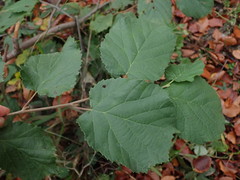 Phyllactinia guttata