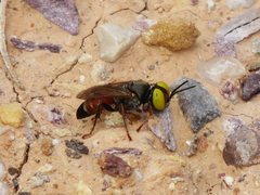 Tachysphex obscuripennis
