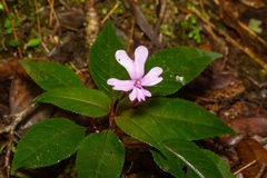 Impatiens kinabaluensis