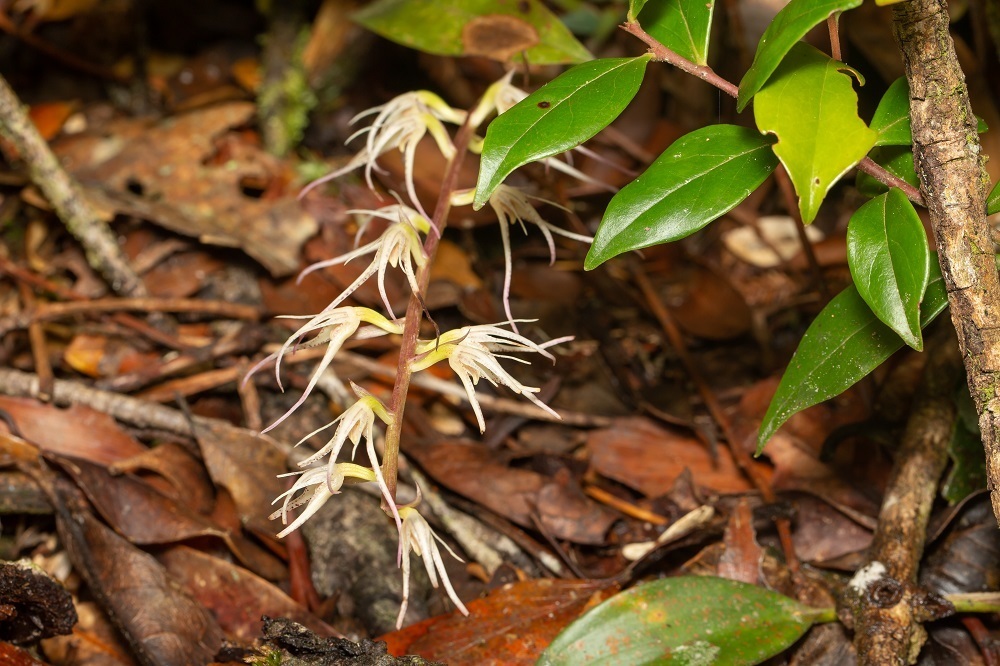 Bulbophyllum disjunctum