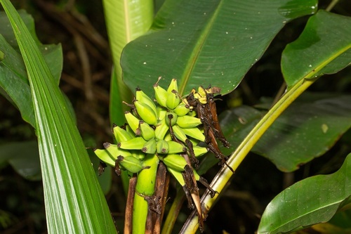 Musa monticola, photograph 1