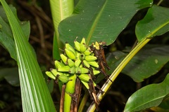 Musa monticola