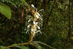 Hedychium cylindricum