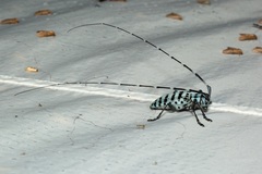 Pseudonemophas baluanus