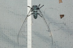 Pseudonemophas baluanus