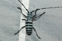 Pseudonemophas baluanus