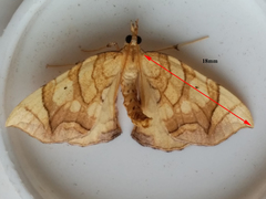 Eulithis gracilineata