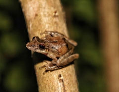 Scinax constrictus
