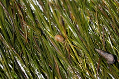Zostera japonica