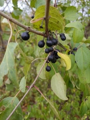 Rhamnus cathartica