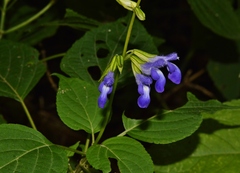 Salvia caudata