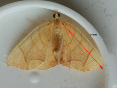 Eulithis diversilineata