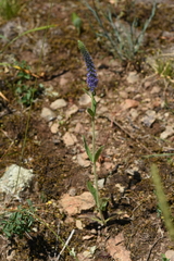 Veronica porphyriana