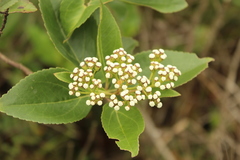 Ageratina tinifolia