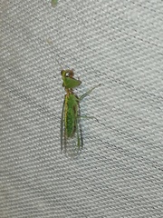 Zeugomantispa minuta