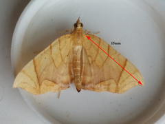 Eulithis diversilineata