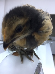 Coturnix
