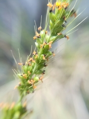 Setaria macrostachya
