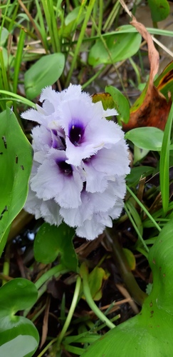 Pontederia azurea