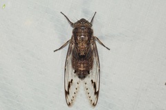 Platylomia flavida