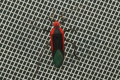 Leptocoris rufomarginatus