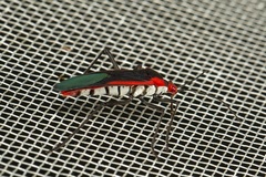 Leptocoris rufomarginatus