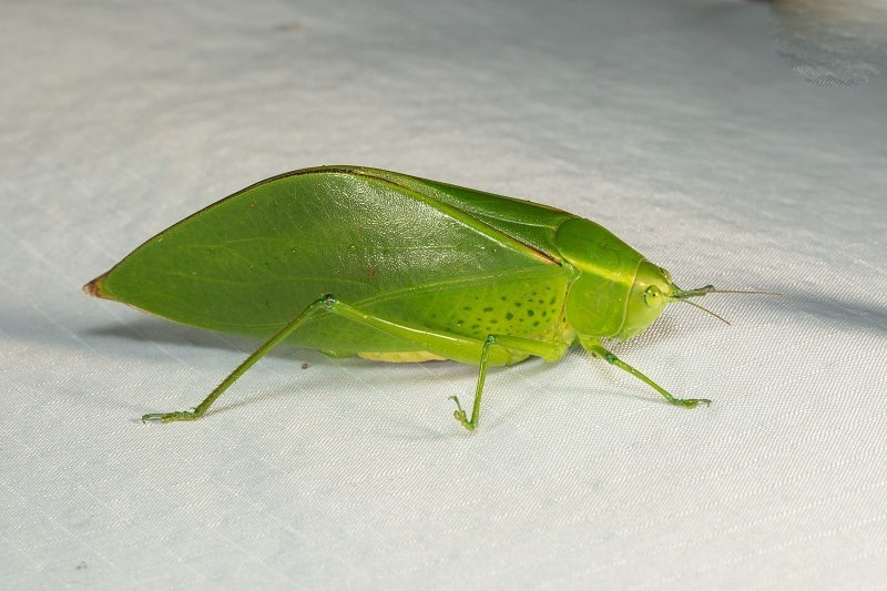 Sympaestria from Mt. Kinabalu NP, Sabah, Malaysia on October 29, 2019 ...