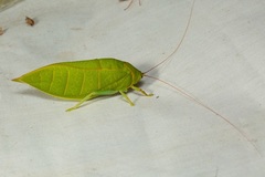 Cratioma oculatum