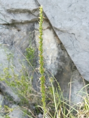 Setaria macrostachya