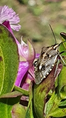 Andocides vittaticeps