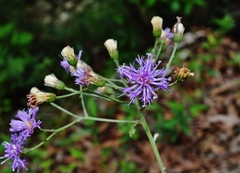 Vernonia greggii