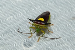 Sastragala javanensis